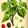 Mûrier 'Fédor'
