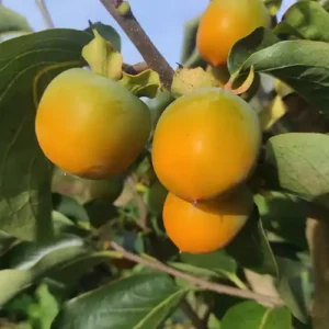 Persimmon trees