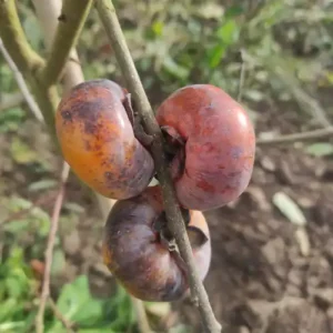 Kaki 'Lehman Delight'