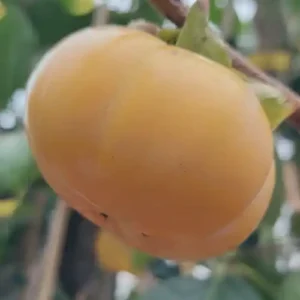 Kaki 'Mikatani Gosho'