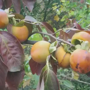 Kaki 'SAA Pieper'