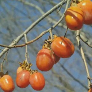 Kaki 'Saijo'