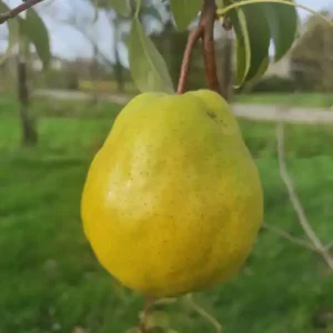 Poirier 'Deveci'