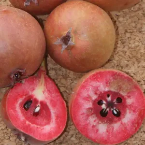 Poirier 'Kravnicka' (sanguine)