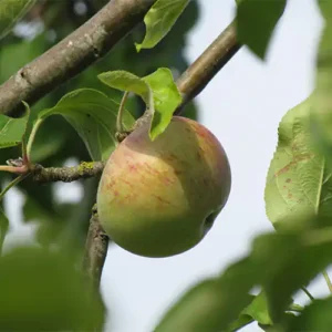 Pommier 'Gosselet'