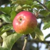 Pommier 'Lanscailler'