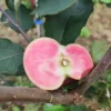 Pommier Sanguin 'Rubayat'