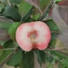 Pommier Sanguin 'Pillar Red Flesh (Colonnaire)'