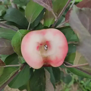 Pommier Sanguin 'Pillar Red Flesh (Colonnaire)'