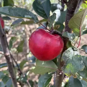Pommier Sanguin 'Red Star'