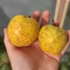 Pommier à cidre 'Armagnac'