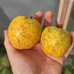 Pommier à cidre 'Armagnac'