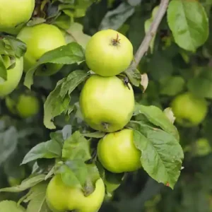 Pommier à cidre 'Dello'