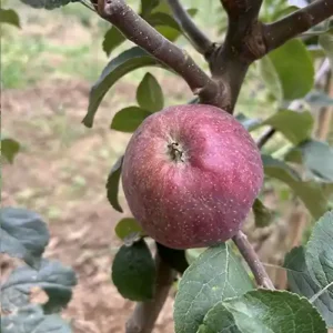 Pommier à cidre 'Kingston Black'