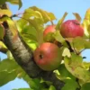 Pommier à cidre 'Roquet Rouge'