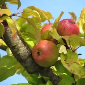 Pommier à cidre 'Roquet Rouge'