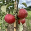 Pommier 'Akane'