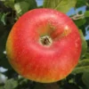 Pommier 'Alkmène' (autofertile)