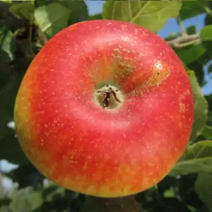Pommier 'Alkmène' (autofertile)