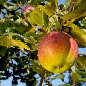 Pommier 'Belle Fleur Double'