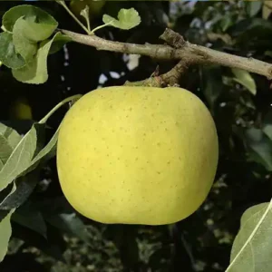 Pommier 'Chantecler'