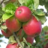 Pommier 'Colapuis'