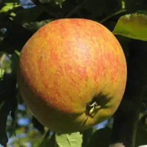 Pommier 'Cox Orange'