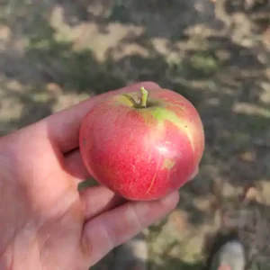 Pommier 'Discovery'