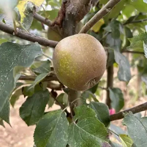 Pommier 'Duchesse de Oldenburg'