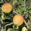 Pommier 'Goldrush'