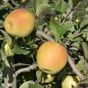 Pommier 'Goldrush'