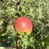 Pommier 'Monty's Surprise'