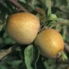Pommier 'Pigeonnette'