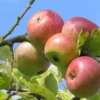 Pommier 'Quarantaine d'Hiver'