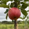 Pommier 'Red Windsor'
