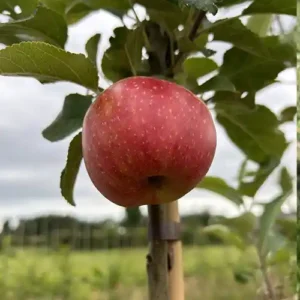 Pommier 'Red Windsor'