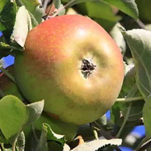 Pommier 'Reinette De Waleffe'