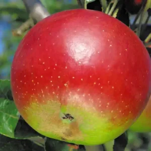 Pommier 'Reinette Hernaut'