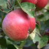Pommier 'Rose De Berne'
