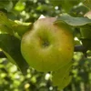 Pommier 'Luche'