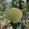 Pommier 'Transparente de Croncels'
