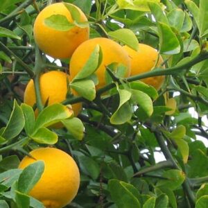Poncirus trifoliata 'Pomeroy'
