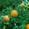 Poncirus trifoliata 'Flying Dragon'