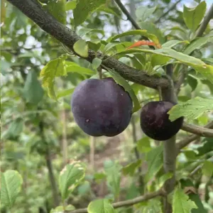 Prunier X 'Zurna'