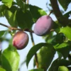Prunier 'Quetsche d'Alsace', 'Altesse Simple'