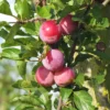 Prunier 'Reine Claude d'Althan', 'Conducta'