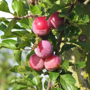 Plum trees
