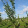 Prunier 'Reine Claude d'Althan', 'Conducta'
