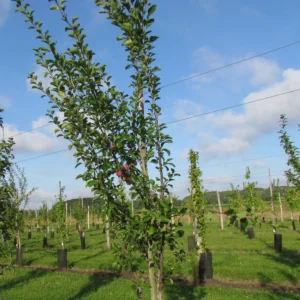 Prunier 'Reine Claude d'Althan', 'Conducta'