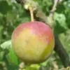 Prunier 'Reine Claude Dorée'